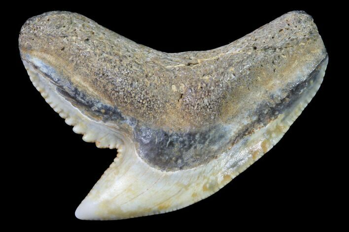 Colorful Fossil Tiger Shark (Galeocerdo) Tooth - Virginia #91834